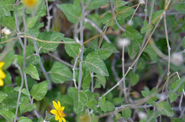 Parish Goldeneye leaves are opposite on the lower (proximal) parts and alternate on the distal or upper parts. Leaves in the photo are arranged alternately along the stem. Bahiopsis parishii